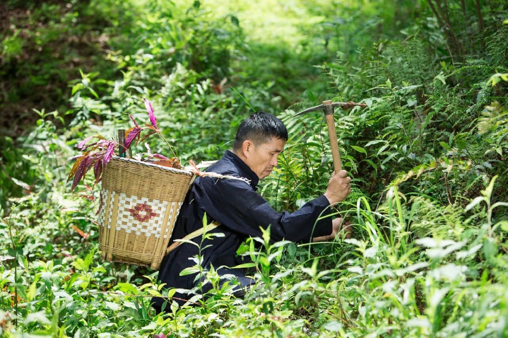 苗族医药的起源
